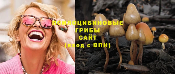 стаф Алзамай
