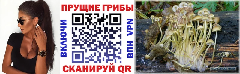 купить наркотик  Чкаловск  Псилоцибиновые грибы Psilocybine cubensis 